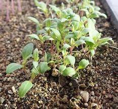 Attēlu rezultāti vaicājumam “Hyoscyamus niger”