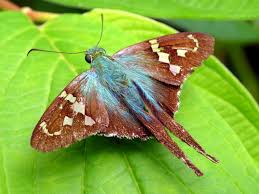 Attēlu rezultāti vaicājumam “Hesperiidae”