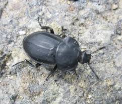 Attēlu rezultāti vaicājumam “Silpha obscura larva”