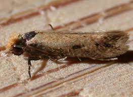 Attēlu rezultāti vaicājumam “Tineidae”