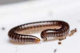 Attēlu rezultāti vaicājumam “Ommatoiulus sabulosus aimatopodus”