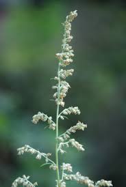 Attēlu rezultāti vaicājumam “Artemisia vulgaris bud”