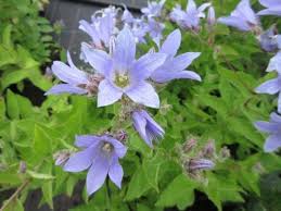 Image result for Campanula affinis