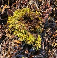 Attēlu rezultāti vaicājumam “Furcellaria lumbricalis”