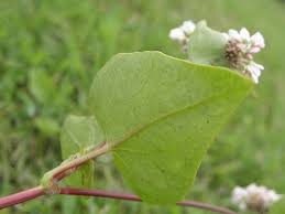 Attēlu rezultāti vaicājumam “Fagopyrum esculentum fruit”