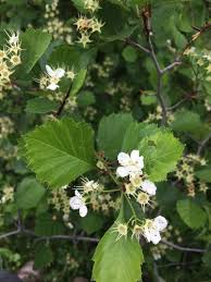 Attēlu rezultāti vaicājumam “Crataegus chrysocarpa”