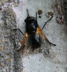 Attēlu rezultāti vaicājumam “Mesembrina meridiana”