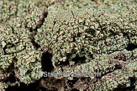 Attēlu rezultāti vaicājumam “Hypocenomyce scalaris”