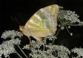 Attēlu rezultāti vaicājumam “Argynnis paphia underside”