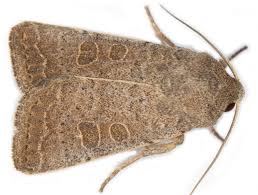 Attēlu rezultāti vaicājumam “Cabera exanthemata female”