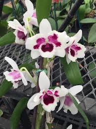 Attēlu rezultāti vaicājumam “Diderma testaceum sessile”