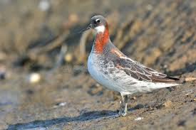 Attēlu rezultāti vaicājumam “Phalaropus lobatus”