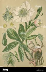 Image result for Christrose