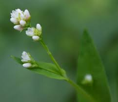 Attēlu rezultāti vaicājumam “Polygonaceae”
