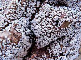 Attēlu rezultāti vaicājumam “Badhamia panicea”