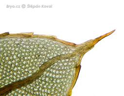 Attēlu rezultāti vaicājumam “Mnium marginatum”