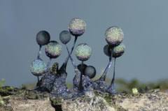 Attēlu rezultāti vaicājumam “Stemonitidaceae”