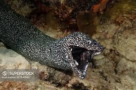 Image result for Gymnothorax moringa