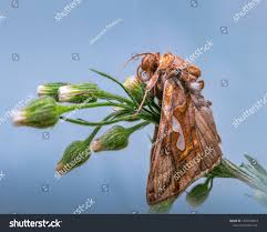 Attēlu rezultāti vaicājumam “Autographa excelsa”