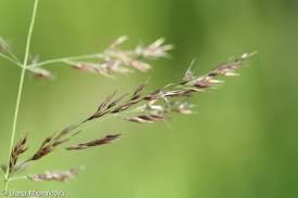 Attēlu rezultāti vaicājumam “Calamagrostis canescens leaf”