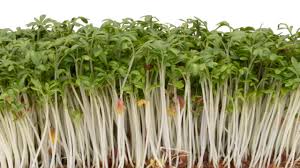 Image result for Gartenkresse