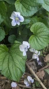 Attēlu rezultāti vaicājumam “Viola epipsila”