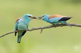 Attēlu rezultāti vaicājumam “Coracias garrulus”