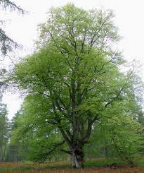 Attēlu rezultāti vaicājumam “Fagus sylvatica”