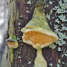 Attēlu rezultāti vaicājumam “Diplomitoporus flavescens”