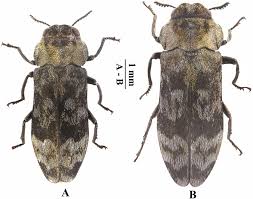 Attēlu rezultāti vaicājumam “Megatoma undata”