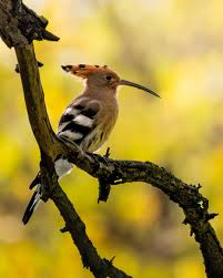 Attēlu rezultāti vaicājumam “Upupa epops”