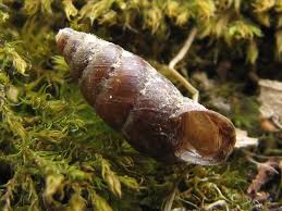 Attēlu rezultāti vaicājumam “Ena montana”