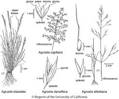 Attēlu rezultāti vaicājumam “Agrostis capillaris”