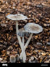 Attēlu rezultāti vaicājumam “Coprinus lagopus”