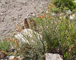 Image result for Alonsoa linearis