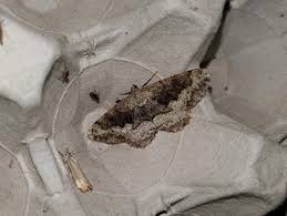 Attēlu rezultāti vaicājumam “Alcis repandata”