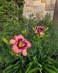 Attēlu rezultāti vaicājumam “Hemerocallis lilioasphodelus flower”