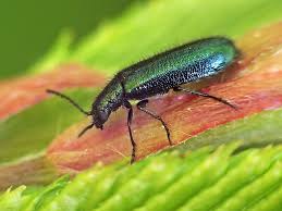 Attēlu rezultāti vaicājumam “Dasytes caeruleus”