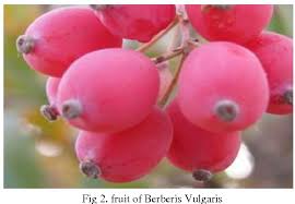Attēlu rezultāti vaicājumam “Berberis vulgaris fruit”