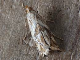 Attēlu rezultāti vaicājumam “Epermenia falciformis”