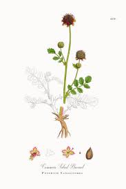 Attēlu rezultāti vaicājumam “Poterium sanguisorba”