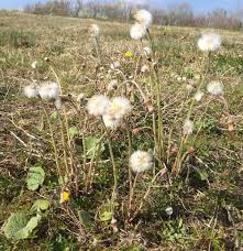 Attēlu rezultāti vaicājumam “Tussilago farfara”