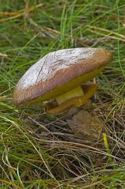 Attēlu rezultāti vaicājumam “Suillus luteus”