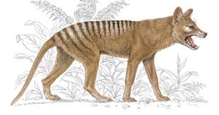 Attēlu rezultāti vaicājumam “Diderma tigrinum”