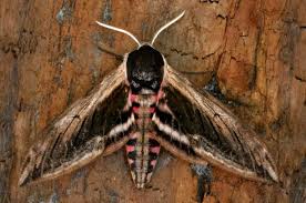 Attēlu rezultāti vaicājumam “Sphinx ligustri”