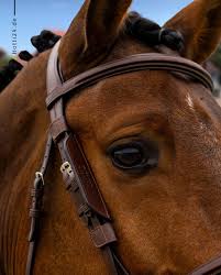 Image result for scheuklappen