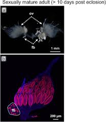 Attēlu rezultāti vaicājumam “Aleurochiton aceris nymph”