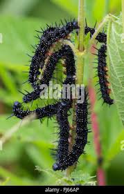 Attēlu rezultāti vaicājumam “Inachis io upperside”