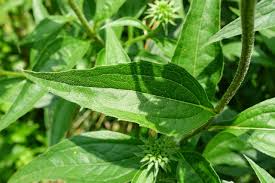 Attēlu rezultāti vaicājumam “Echinacea purpurea leaf”
