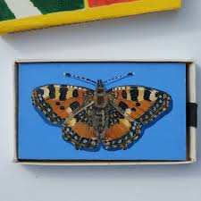 Attēlu rezultāti vaicājumam “Aglais urticae underside”